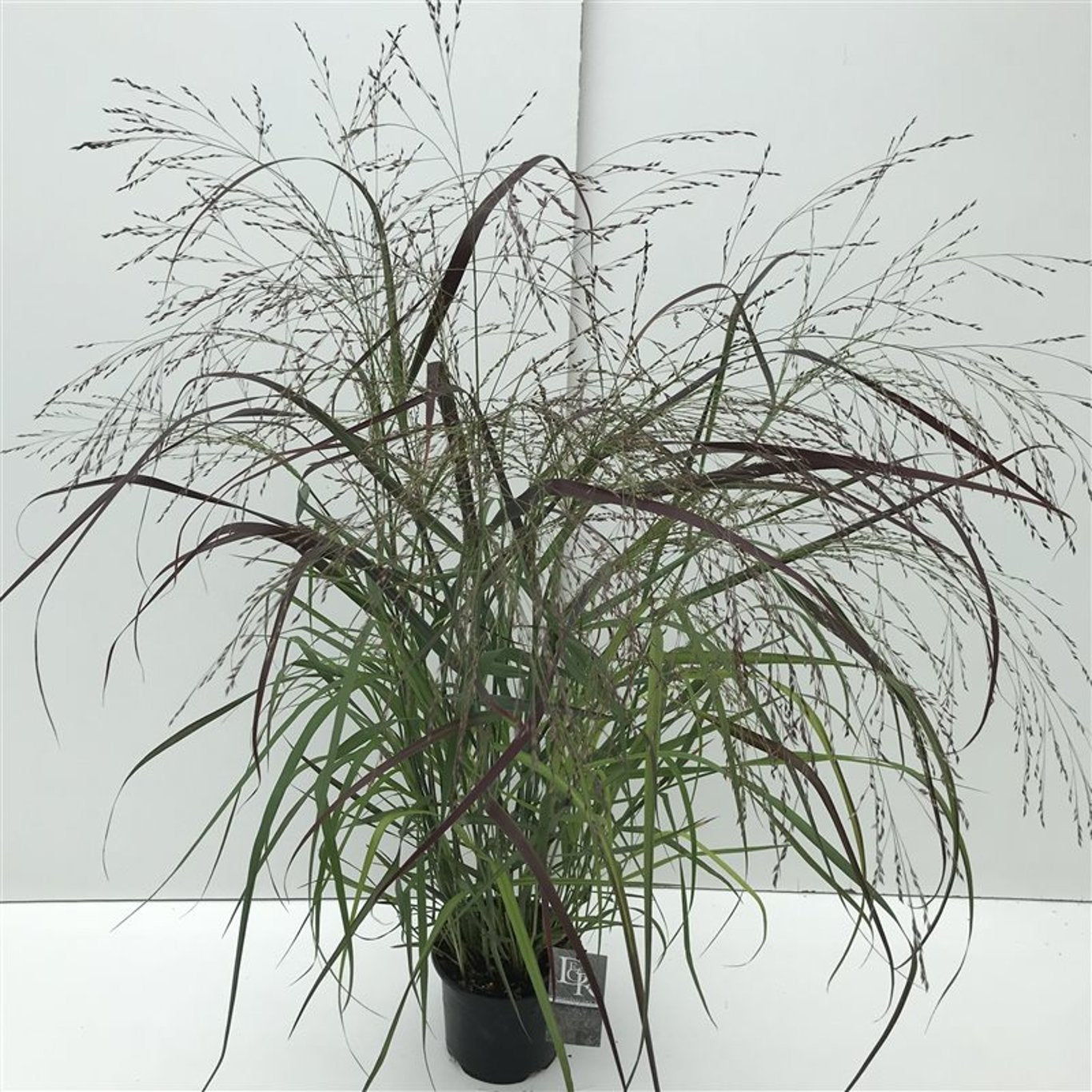 Panicum virgatum 'Squaw' - C3